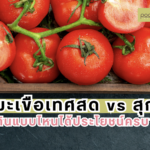 มะเขือเทศสด vs สุก กินแบบไหนได้ประโยชน์ครบ?