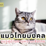 แมวไทยมงคล แมวคู่บ้านตามความเชื่อไทย