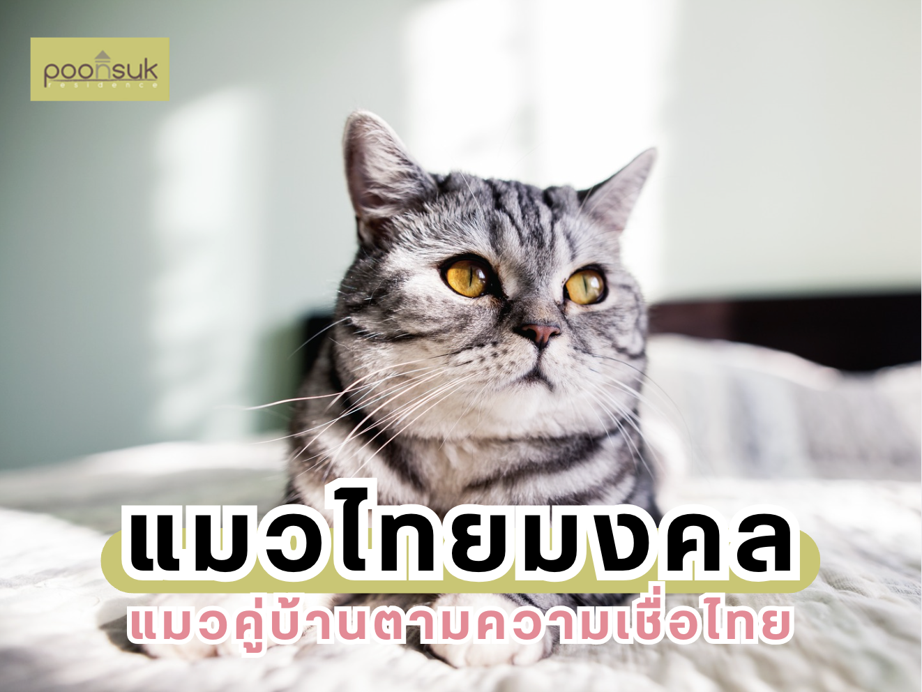 พูนสุข เรสซิเดนซ์, Poonsuk Residence, อพาร์ทเมนต์ย่านอารีย์ แมวไทยมงคล แมวคู่บ้านตามความเชื่อไทย